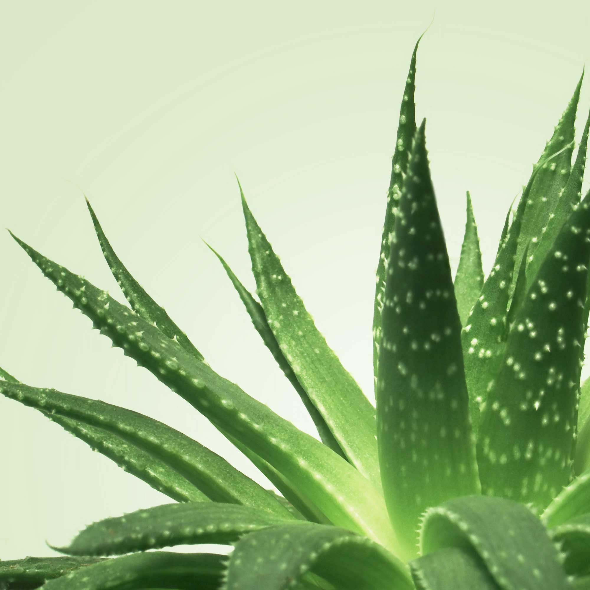 Gel de massage nuru aloe vera 1000ml - Mixgliss – Image 2