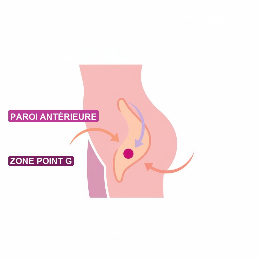 vibromasseur courbe avantages stimulation interne - anatomie point G