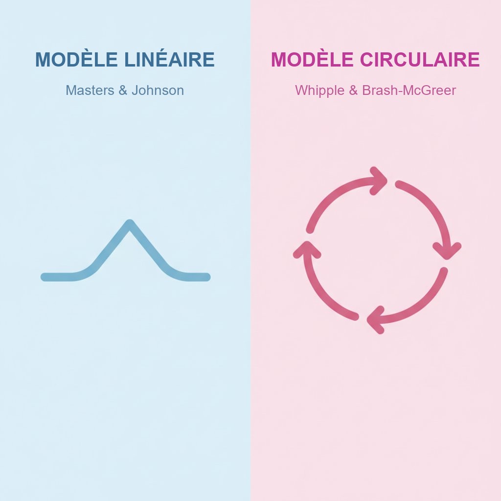 modele whipple brash mcgreer reponse sexuelle feminine - comparaison modele lineaire et circulaire